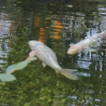 Sweet Hostel&guest House Auberge de jeunesse *