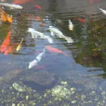 Sweet Hostel&guest House Auberge de jeunesse